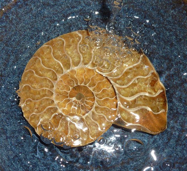 Photograph of an ammonite used in a spell to cure a sick sheep