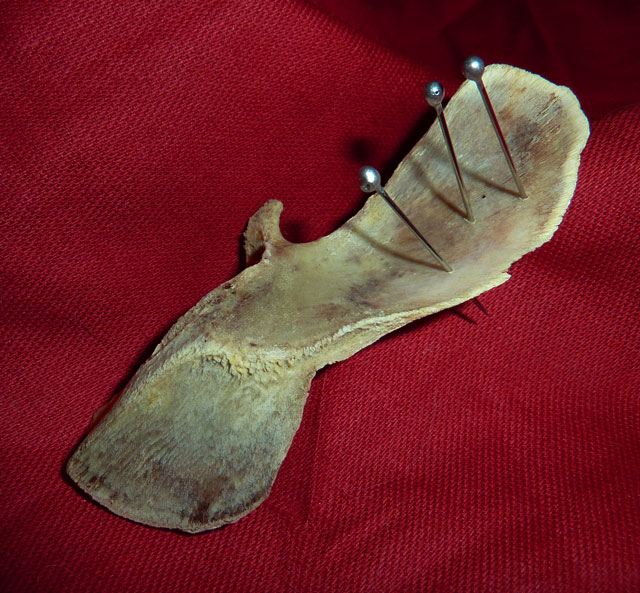 Chicken bone used in love spell