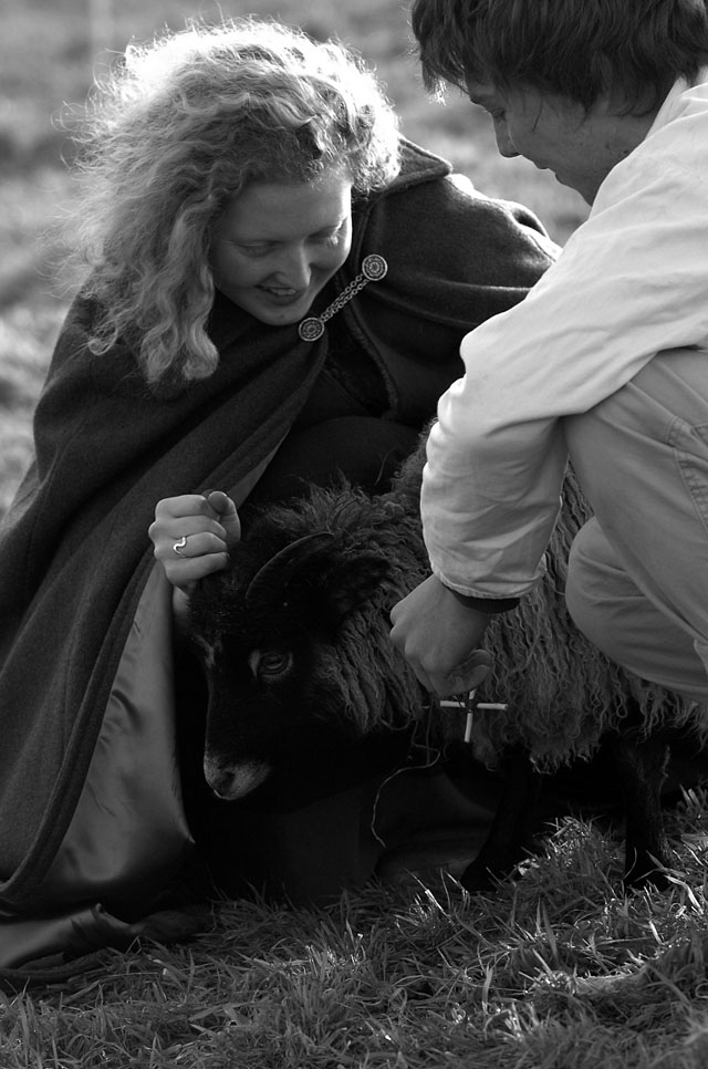 Tying a rowan wood charm to a sheep